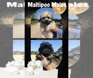 Maltese-Poodle (Toy) Mix Puppy for sale in SPRINGFIELD, TN, USA