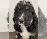Small Photo #1 Bernedoodle Puppy For Sale in GAP, PA, USA
