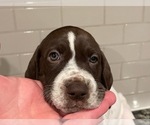Small Photo #6 German Shorthaired Pointer Puppy For Sale in ROCKLIN, CA, USA
