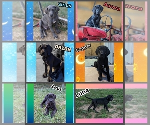 Great Dane Puppy for sale in OKEANA, OH, USA