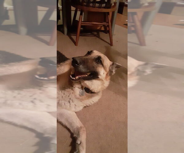 Medium Photo #6 German Shepherd Dog Puppy For Sale in Cupertino, CA, USA