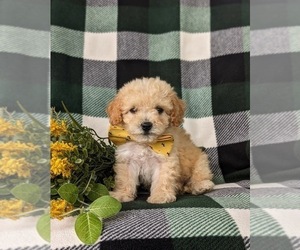 Bichpoo Puppy for sale in LEOLA, PA, USA