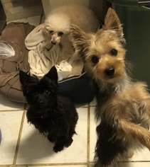 Mother of the -YorkiePoo Mix puppies born on 11/16/2018
