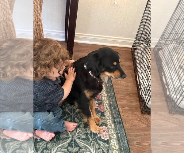 Medium Photo #3 Cocker Spaniel-Papillon Mix Puppy For Sale in Escondido, CA, USA