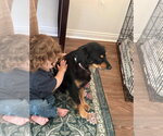 Small #2 Cocker Spaniel-Papillon Mix