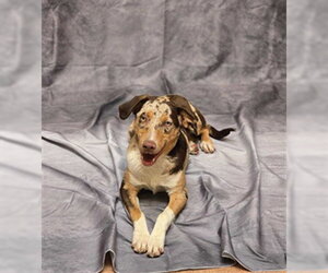 Australian Shepherd-Unknown Mix Dogs for adoption in Ogden, UT, USA