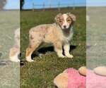 Puppy RMM4 Australian Shepherd