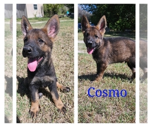 German Shepherd Dog Puppy for sale in KELLER, TX, USA