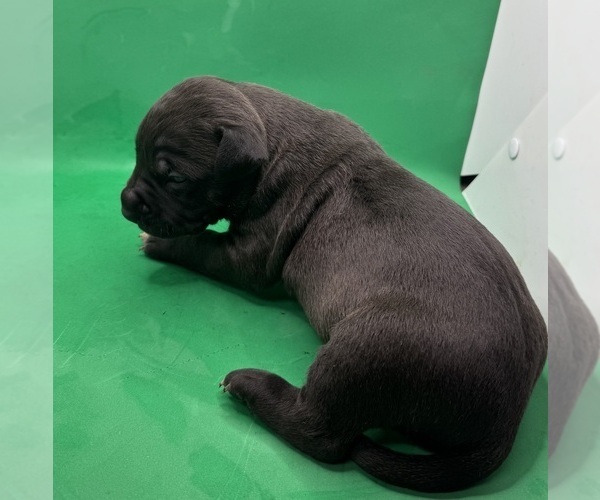 Medium Photo #1 American Pit Bull Terrier Puppy For Sale in EAST HAZEL CREST, IL, USA