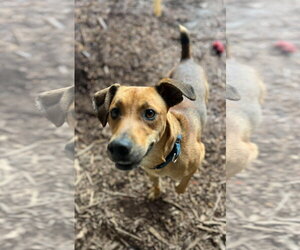 Professor Oak: Not At shelter (Suzanna) - Male Feist Terrier-Unknown Mix Dog for Adoption - Photo #4
