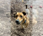 Small Photo #4 Feist Terrier-Unknown Mix Puppy For Sale in Rustburg, VA, USA