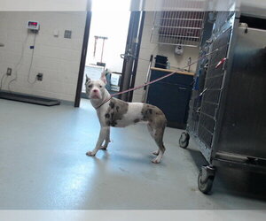 Mutt Dogs for adoption in Fayetteville, NC, USA