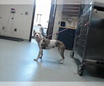 Small Mutt