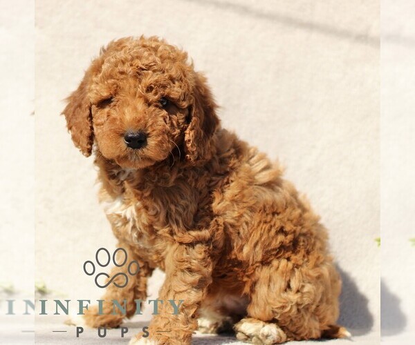Medium Photo #4 Goldendoodle (Miniature) Puppy For Sale in EPHRATA, PA, USA