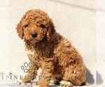 Small #3 Goldendoodle (Miniature)