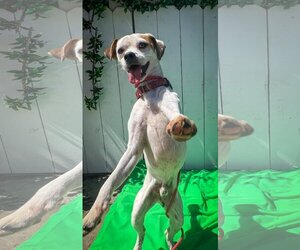 Jack Russell Terrier-Unknown Mix Dogs for adoption in Newport Beach, CA, USA