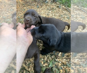 Labrador Retriever Puppy for Sale in HOWELL, New Jersey USA