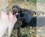 Small Photo #1 Labrador Retriever Puppy For Sale in HOWELL, NJ, USA