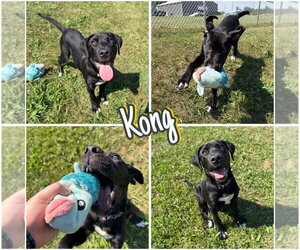 Labrador Retriever-Unknown Mix Dogs for adoption in Pierceton , IN, USA