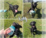 Small Labrador Retriever Mix