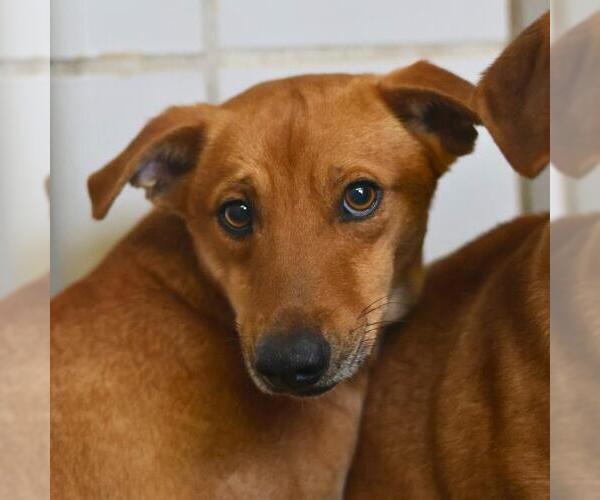 Medium Photo #1 Mutt Puppy For Sale in San Antonio, TX, USA