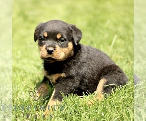 Rottweiler Puppy for sale in CHRISTIANA, PA, USA