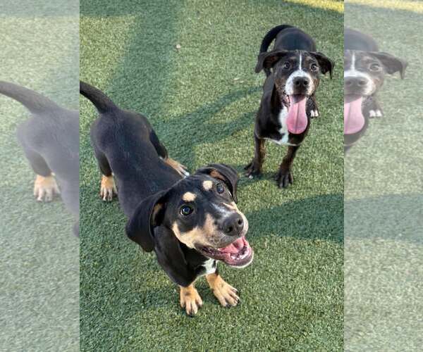 Medium Photo #6 Mutt Puppy For Sale in Woodbury, NY, USA