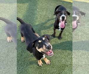 PRUE - Female Mutt Dog for Adoption - Photo #6