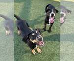 Small Photo #6 Mutt Puppy For Sale in Woodbury, NY, USA