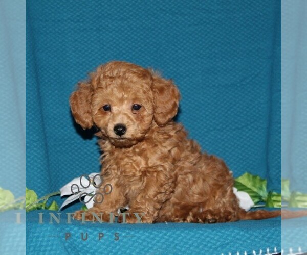 Medium Photo #4 Poodle (Toy) Puppy For Sale in NORTH EAST, MD, USA