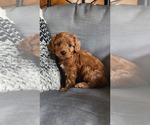 Puppy Jace Cavapoo (Miniature)