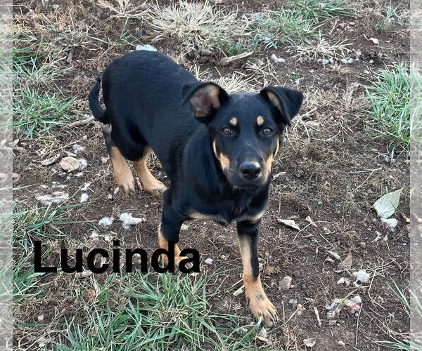 Medium Photo #1 German Shepherd Dog-Unknown Mix Puppy For Sale in Topeka, KS, USA