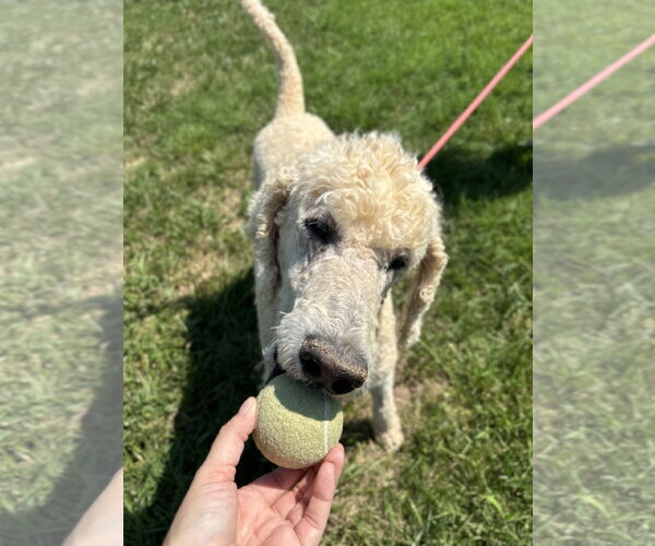 Medium Photo #6 Poodle (Standard) Puppy For Sale in Pacolet, SC, USA