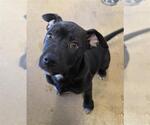 Small Rottweiler Mix