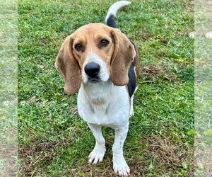 Bagle Hound Dogs for adoption in Batavia, OH, USA