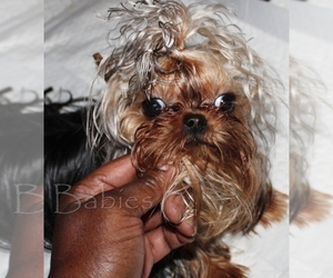 Father of the Yorkshire Terrier puppies born on 05/15/2021