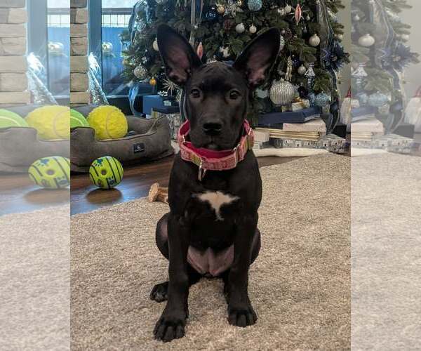 Medium Photo #4 Great Dane-Unknown Mix Puppy For Sale in Huntersville, NC, USA