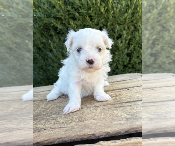Medium Photo #1 Maltese Puppy For Sale in MIDDLEBURY, IN, USA