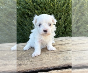Maltese Puppy for sale in MIDDLEBURY, IN, USA