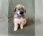 Small Photo #5 Poodle (Toy) Puppy For Sale in FREDERICK, MD, USA