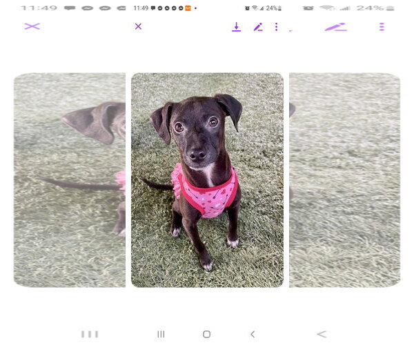 Medium Photo #4 Labrador Retriever-Unknown Mix Puppy For Sale in Escondido, CA, USA