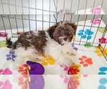Tucker - Male Havashire Puppy for Sale - Photo #13