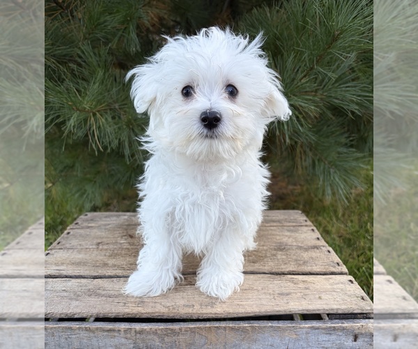 Medium Photo #3 Maltese Puppy For Sale in MIDDLEBURY, IN, USA