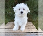 Eddie - Male Maltese Puppy for Sale - Photo #3