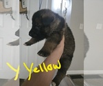 Puppy Puppy 7 German Shepherd Dog