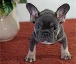 Small Photo #24 French Bulldog Puppy For Sale in GOSHEN, IN, USA