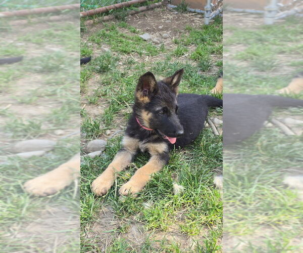 Medium Photo #10 German Shepherd Dog Puppy For Sale in MONROE, WA, USA