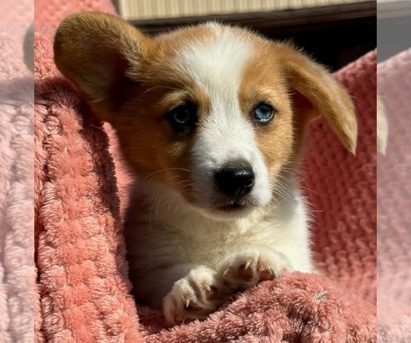 Medium Photo #2 Pembroke Welsh Corgi Puppy For Sale in MECHANICSVILLE, MD, USA