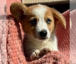 Small #1 Pembroke Welsh Corgi