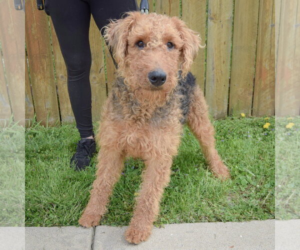 Medium Photo #3 Airedale Terrier Puppy For Sale in Huntley, IL, USA